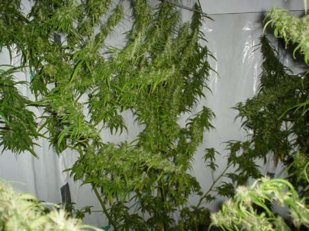 Mr. Nice Seeds - Mango Haze (reg.)