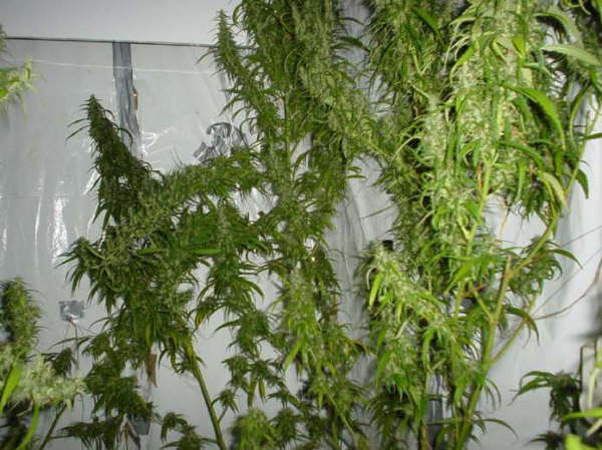 Mr. Nice Seeds - Mango Haze (reg.)