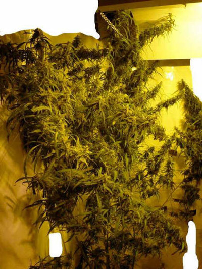 Mr. Nice Seeds - Mango Haze (reg.)