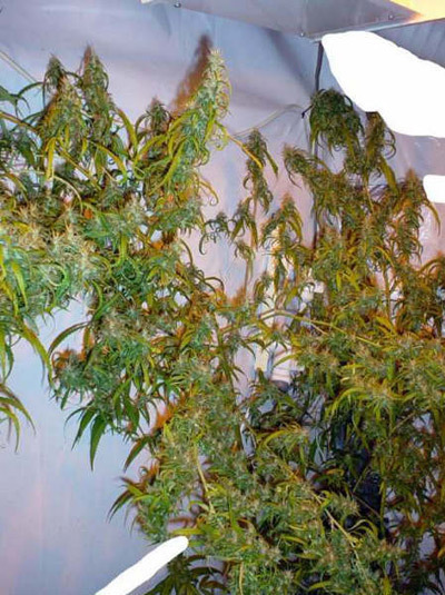 Mr. Nice Seeds - Mango Haze (reg.)