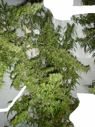 Mr. Nice Seeds - Mango Haze (reg.)