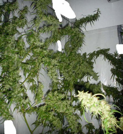 Mr. Nice Seeds - Mango Haze (reg.)