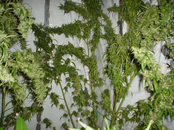 Mr. Nice Seeds - Mango Haze (reg.)