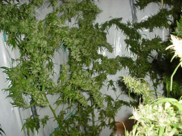 Mr. Nice Seeds - Mango Haze (reg.)