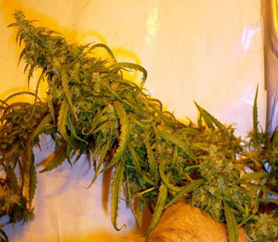 Mr. Nice Seeds - Mango Haze (reg.)