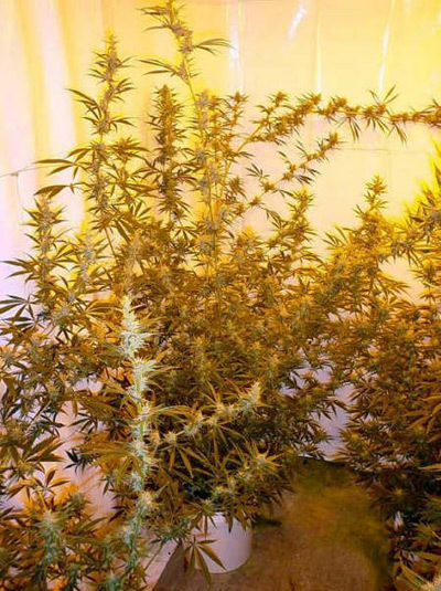 Mr. Nice Seeds - Mango Haze (reg.)