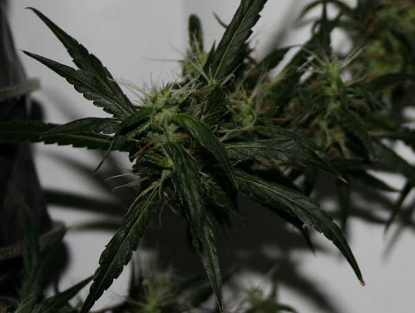 Mr. Nice Seeds - Mango Haze (reg.)