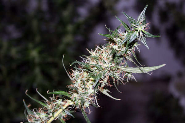 Mr. Nice Seeds - Mango Haze (reg.)