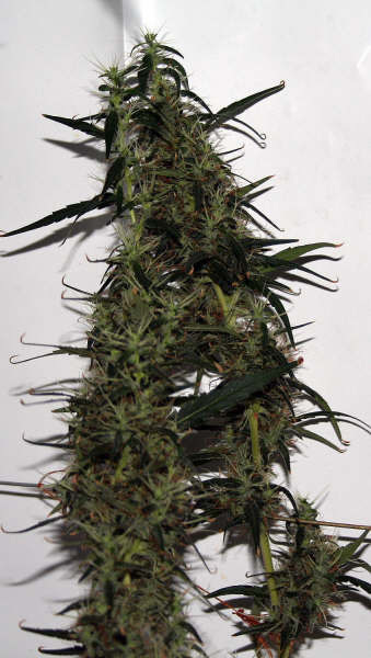 Mr. Nice Seeds - Mango Haze (reg.)