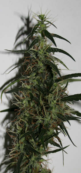 Mr. Nice Seeds - Mango Haze (reg.)