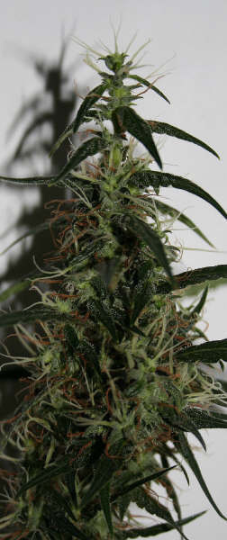 Mr. Nice Seeds - Mango Haze (reg.)