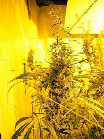 Mr. Nice Seeds - Mango Haze (reg.)