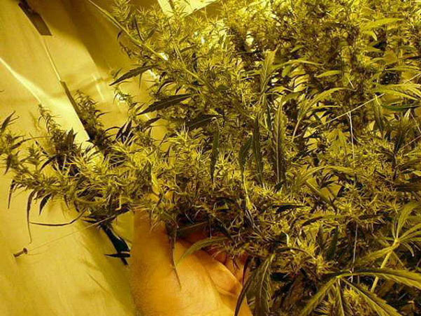 Mr. Nice Seeds - Mango Haze (reg.)