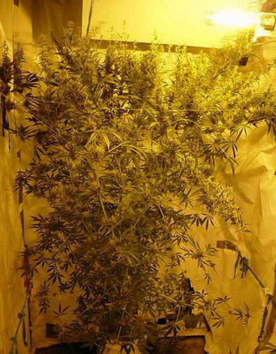 Mr. Nice Seeds - Mango Haze (reg.)