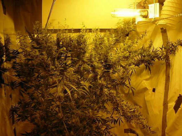 Mr. Nice Seeds - Mango Haze (reg.)