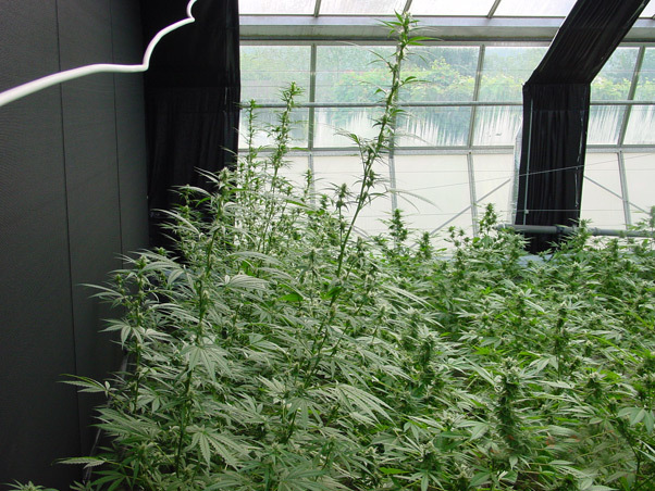 Mr. Nice Seeds - Mango Haze (reg.)