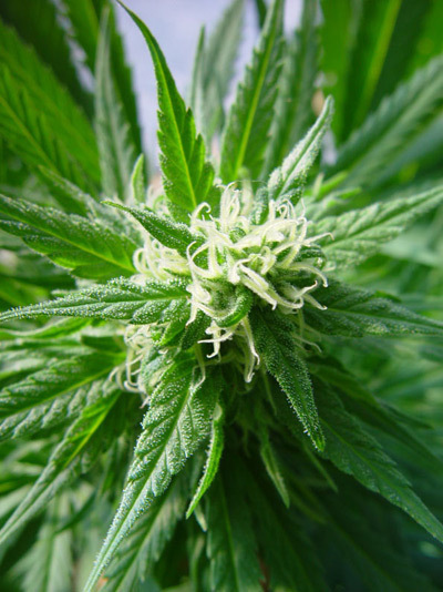 Mr. Nice Seeds - Mango Haze (reg.)