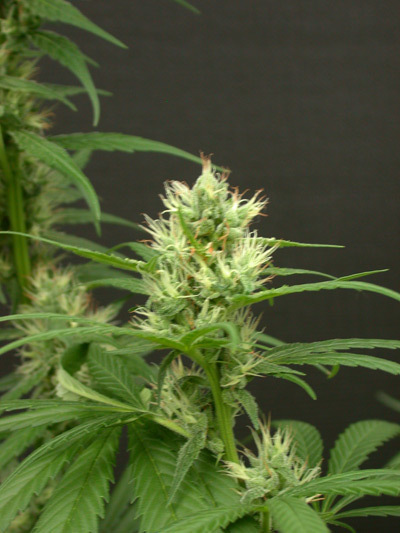 Mr. Nice Seeds - Mango Haze (reg.)