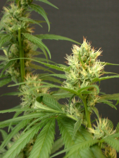 Mr. Nice Seeds - Mango Haze (reg.)