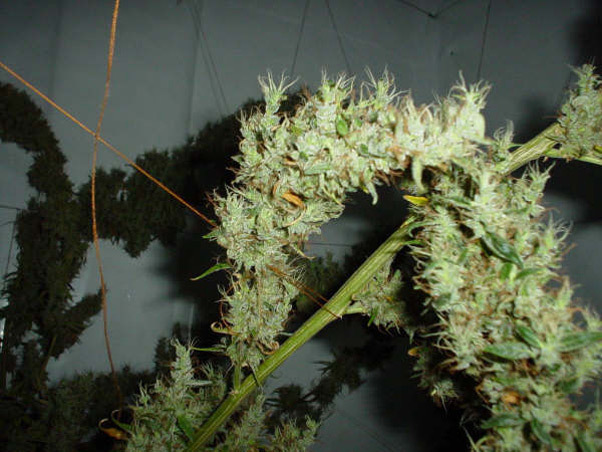 Mr. Nice Seeds - Mango Haze (reg.)