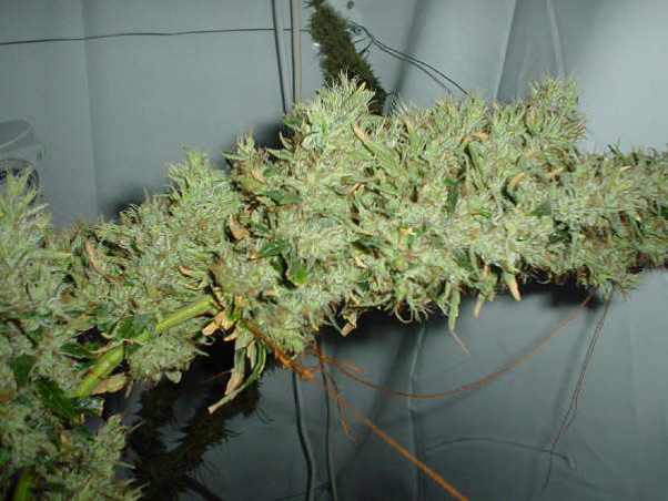 Mr. Nice Seeds - Mango Haze (reg.)