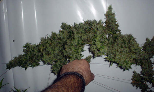 Mr. Nice Seeds - Mango Haze (reg.)