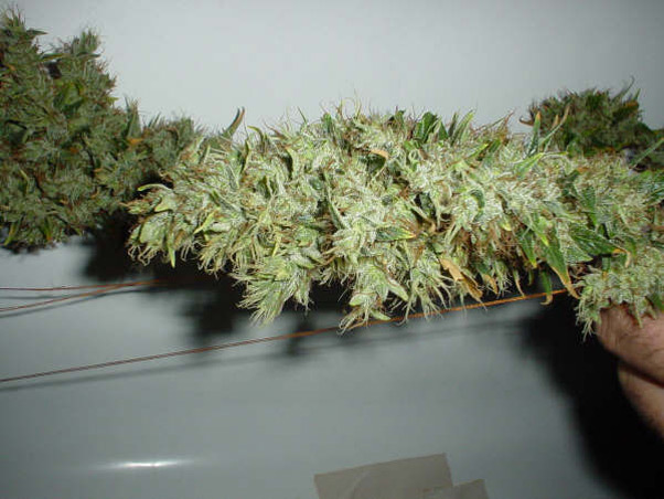 Mr. Nice Seeds - Mango Haze (reg.)