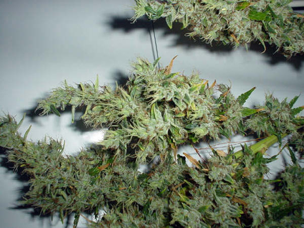 Mr. Nice Seeds - Mango Haze (reg.)