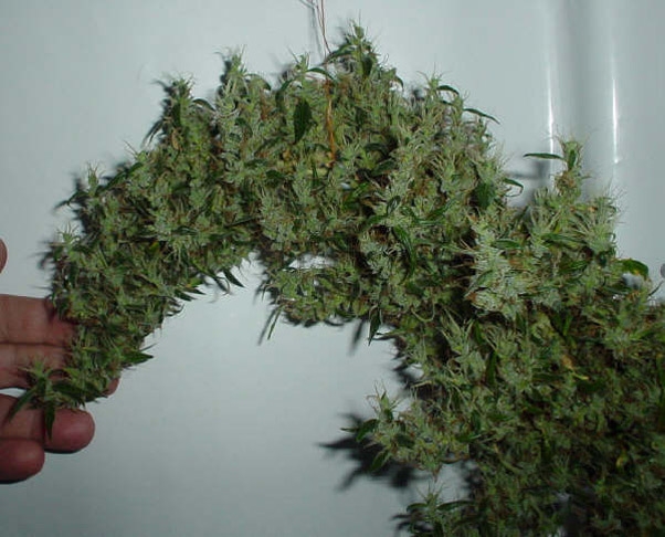 Mr. Nice Seeds - Mango Haze (reg.)