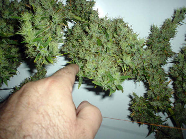 Mr. Nice Seeds - Mango Haze (reg.)