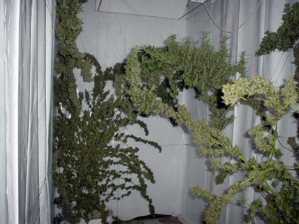 Mr. Nice Seeds - Mango Haze (reg.)