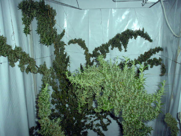 Mr. Nice Seeds - Mango Haze (reg.)