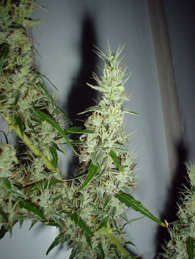 Mr. Nice Seeds - Mango Haze (reg.)