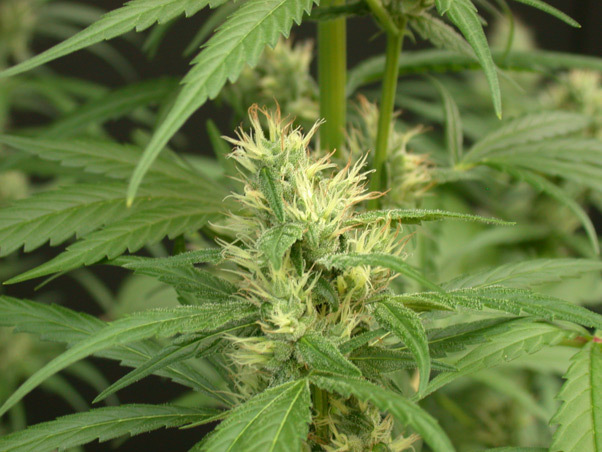 Mr. Nice Seeds - Mango Haze (reg.)