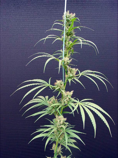 Mr. Nice Seeds - Mango Haze (reg.)