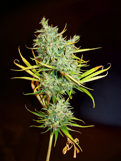 Mr. Nice Seeds - Mango Haze (reg.)