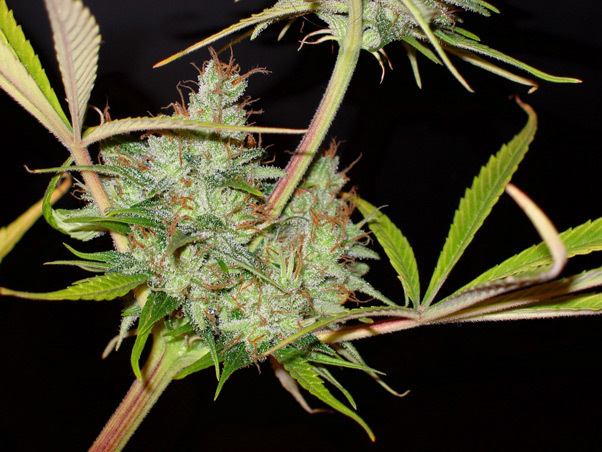 Mr. Nice Seeds - Mango Haze (reg.)