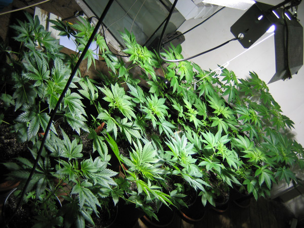 Mr. Nice Seeds - Master Kush x Skunk (reg.)
