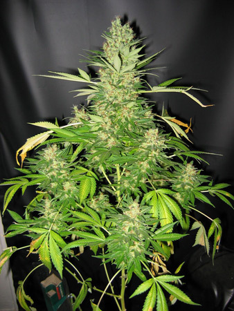 Mr. Nice Seeds - Master Kush x Skunk (reg.)