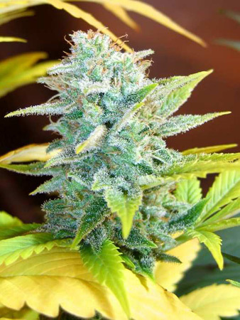 Mr. Nice Seeds - Master Kush x Skunk (reg.)