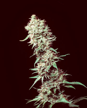 Mr. Nice Seeds - Medicine Man (reg.)