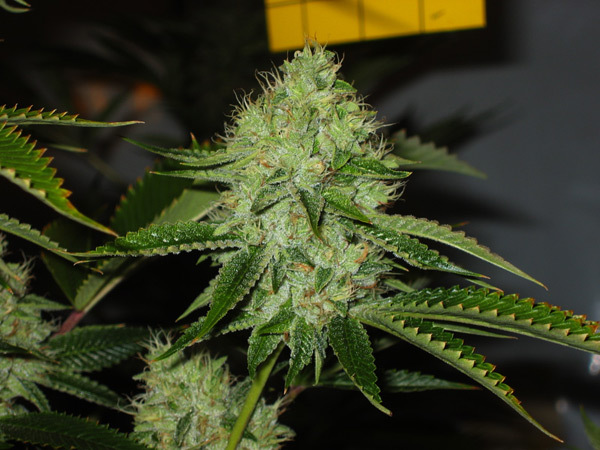Mr. Nice Seeds - Medicine Man (reg.)