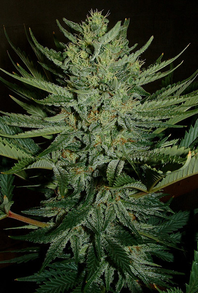 Mr. Nice Seeds - Medicine Man (reg.)