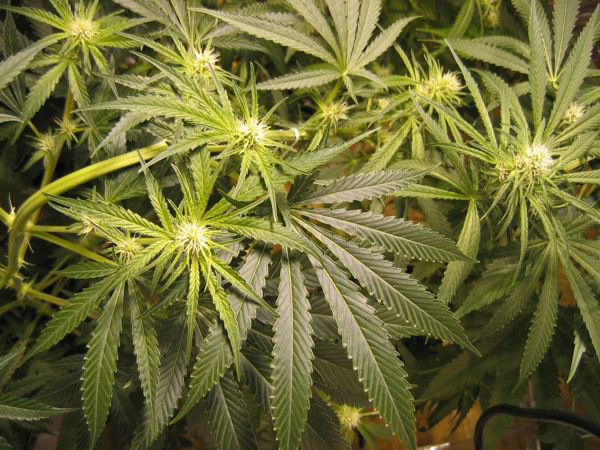 Mr. Nice Seeds - ASH (reg.)