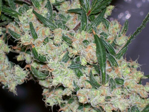 Mr. Nice Seeds - ASH (reg.)