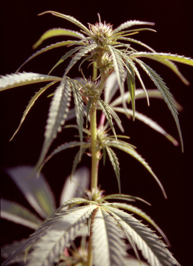 Mr. Nice Seeds - ASH (reg.)