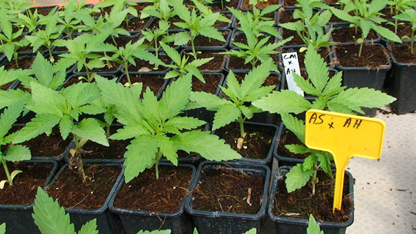 Mr. Nice Seeds - ASH (reg.)
