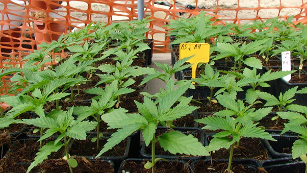 Mr. Nice Seeds - ASH (reg.)