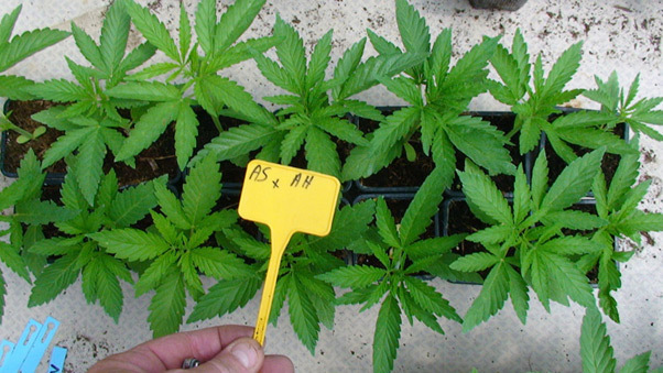 Mr. Nice Seeds - ASH (reg.)