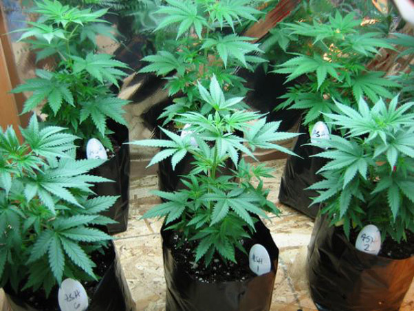 Mr. Nice Seeds - ASH (reg.)